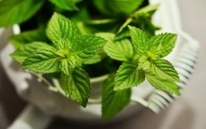 Mengapa Daun Mint Menjadi Pilihan Utama untuk Aromaterapi? Ini Jawabannya