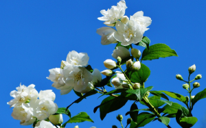 Manfaat Bunga Melati Sebagai Formulasi untuk Parfum