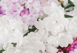 Karakteristik Bunga Melati Putih