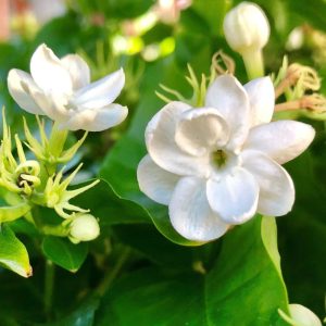 Tips Manfaatkan Bunga Melati Untuk Obat Sesak Napas