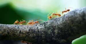 Kiat Agar Semut Tak Muncul Lagi di Rumah