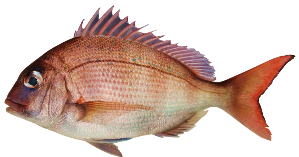Tips Buat Ikan Kakap Asam Manis