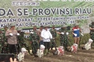 Pertamina Hulu Rokan olah 100 hektare lahan dukung ketersediaan pangan