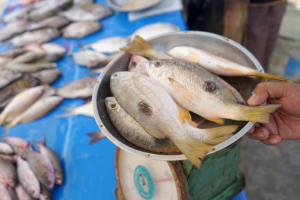 Harga ikan segar di Gorontalo naik akibat tangkapan nelayan turun