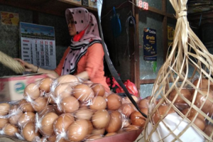 Harga telur di Kudus turun menjadi Rp30 ribu/kg