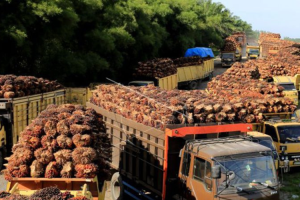 Pasaman Barat dorong pembangunan pabrik kelapa sawit dari dana LPDB