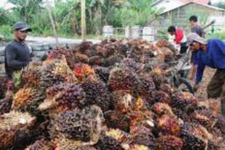 Harga sawit Riau turun 1,11 persen