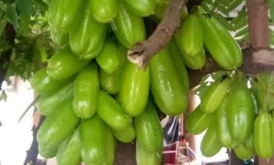 Dibuang Sayang, Manfaatkan Belimbing Wuluh Jadi Manisan Yuk