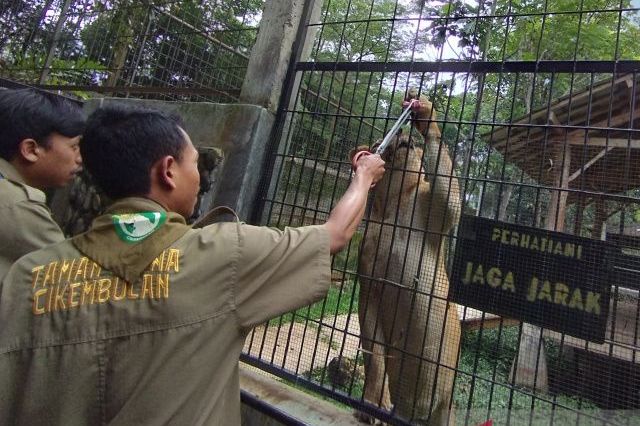 Taman satwa di Garut jadi salah satu pilihan wisatawan pada liburan tahun baru