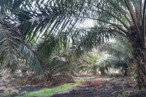 Kehadiran Aplikasi Program Peremajaan Sawit Permudah Pendataan Lahan
