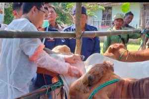 Balai Karantina Pertanian Palembang awasi ketat lalu lintas ternak