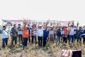 Kementerian Pertanian Hadiri Panen Raya di Pati