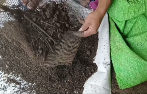 Cara Sederhana Membuat Pupuk Kompos di Rumah Anda