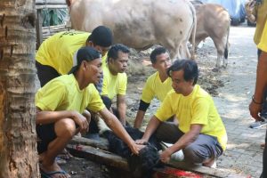 Golkar Salurkan Hewan Kurban ke Masyarakat