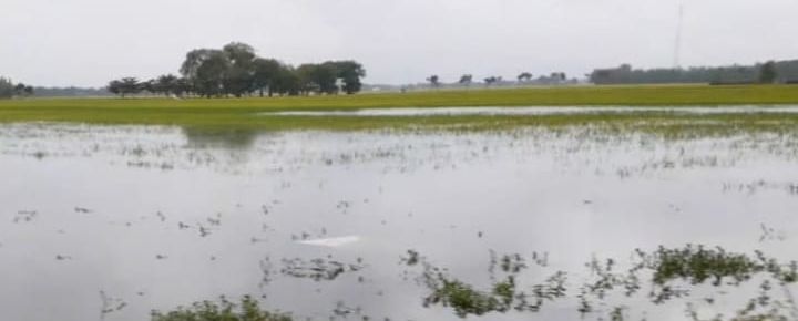 Dispertan Pati Sebut Sebanyak 6.642 Hektar Dinyatakan Puso