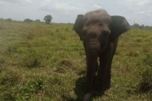 Hati-hati, Gajah Way Kambas lukai warga Desa Tambah Dadi Lampung Timur