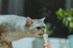tips Bangun interaksi dengan kucing peliharaan lewat  ini
