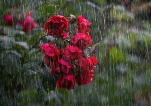 Manfaat Air Hujan untuk Pengobatan yang disebutkan dalam Al Qur`an