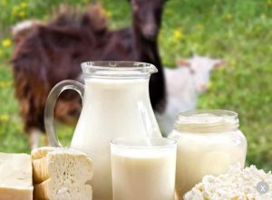 4 Manfaat Konsumsi Susu Kambing Bagi Kesehatan Tubuh