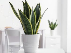 Jangan Sepelekan! Ini Keuntungan Taruh Tanaman Lidah Mertua Di Dapur