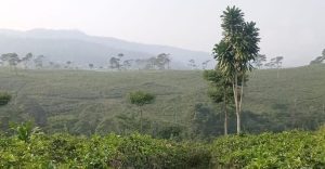 Dugaan Ada Jual Beli Lahan Kebun Teh Kemuning, Komunitas Pecinta Alam Jaga Lawu Turun Jalan