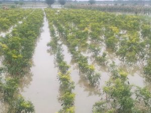 Banjir Susulan menggenangi puluhan Hektar pertanian di Pasuruan
