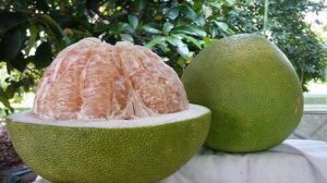 Jeruk bali Adalah salah satu buah yang sudah masyhur ditemukan di Indonesia.