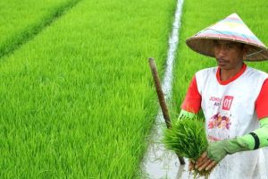 Peningkatan produksi beras nasional BPS buat program Pendampingan ke petani