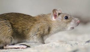 Cara Alami Basmi Tikus Dalam Rumah