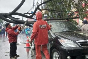 Pohon tumbang timpa mobil warga di evakuasi BPBD Padang