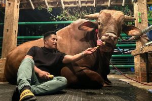 Fantastis, Harga Sapi Jumbo Irfan Hakim