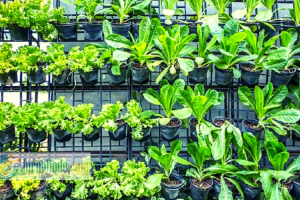 6 Cara Berkebun untuk Tanaman Tumbuh Subur