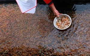 Wow! DKP NTB salurkan bantuan satu juta ekor benih ikan air tawar