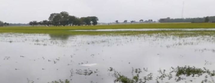 Lahan Pertanian Dipastikan Gagal Panen, Dispertan Pati Sebut Ada 7072 Hektar Terendam Air