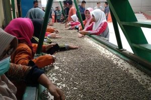 Harga Kopi Gayo Melambung Tinggi Capai Rp115 Ribu