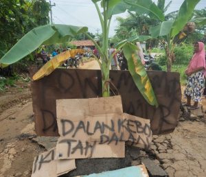 Puluhan Warga Protes, Jalan Arah Sukolilo-Prawoto Penuh Tanaman Pohon Pisang,