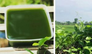 Tips Sulap Daun Pandan Menjadi Jelly Cincau, Kenyal Dan Nagih Lho!