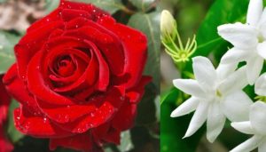 Manfaat Minyak Bunga Mawar mulai dari Relaksasi hingga Perawatan Kulit