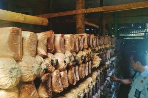 WBP Lapas Curup Tekuni Budi Daya Jamur Tiram