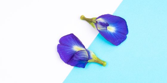 Sudahkah kalian Tau Manfaat Bunga Telang? Yuk kita Simak Bersama -  JurnalIndo.com