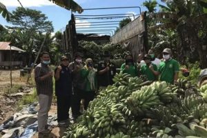 Presiden Jokowi dijadwalkan lepas ekspor pisang kepok di Kutim