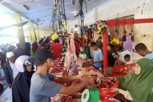 Dinas Pertanian Maluku Utara Cegah Distributor Sapi Impor Masuk