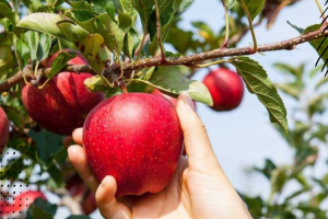 Beberapa Manfaat Buah Apel Untuk Kesehatan