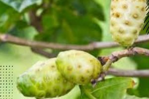 Beberapa Manfaat Buah Mengkudu Untuk Kesehatan Tubuh
