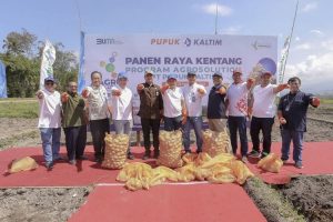 Pupuk Kaltim panen kedua agrosolution hasilkan 33,9 ton kentang per ha