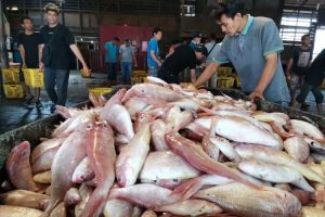 Lalui Diversifikasi Olahan Produk, KKP Tingkatkan Konsumsi Ikan