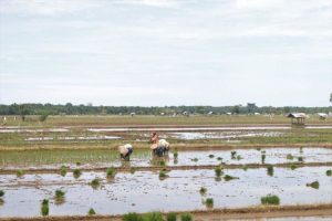 Pemkab Pasaman Barat jaga ketahanan pangan dengan sawah lindung