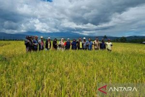 Distankan Rejang Lebong Mengalami Penyusutan di Sektor Arel Persawahan