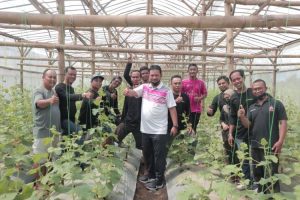 Pemkot Madiun Jatim Dorong Petani Inovasi Tanam Melon Emas