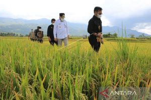 Mentan RI Pastikan Ketersediaan Pangan Nasional Aman Jelang Bulan Suci Ramadhan